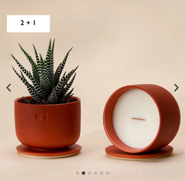 Bougie qui se transforme en plante 
