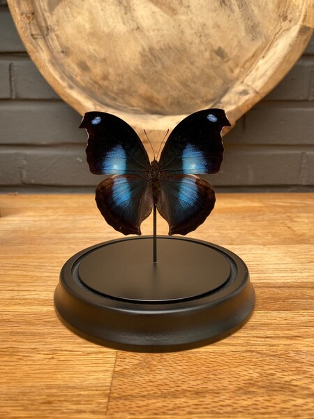 Napocles Jucunda butterfly in bell jar, Butterfly Box Frame taxidermy entomology nature, beauty insect taxidermy photography