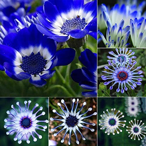 Cioler Seed House - Jardin de Kisshes - marguerites de prairies de myosotis Graines de fleurs Graines Bluestar Plantes ornementales