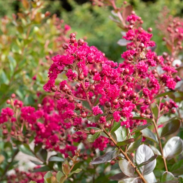 Lilas des Indes Braise d'été ® Indybra