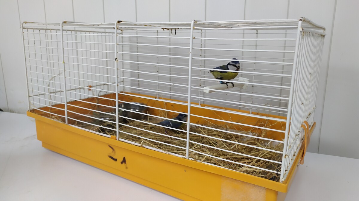 Cage pour oiseaux