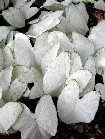 Caladium Florida moonlight