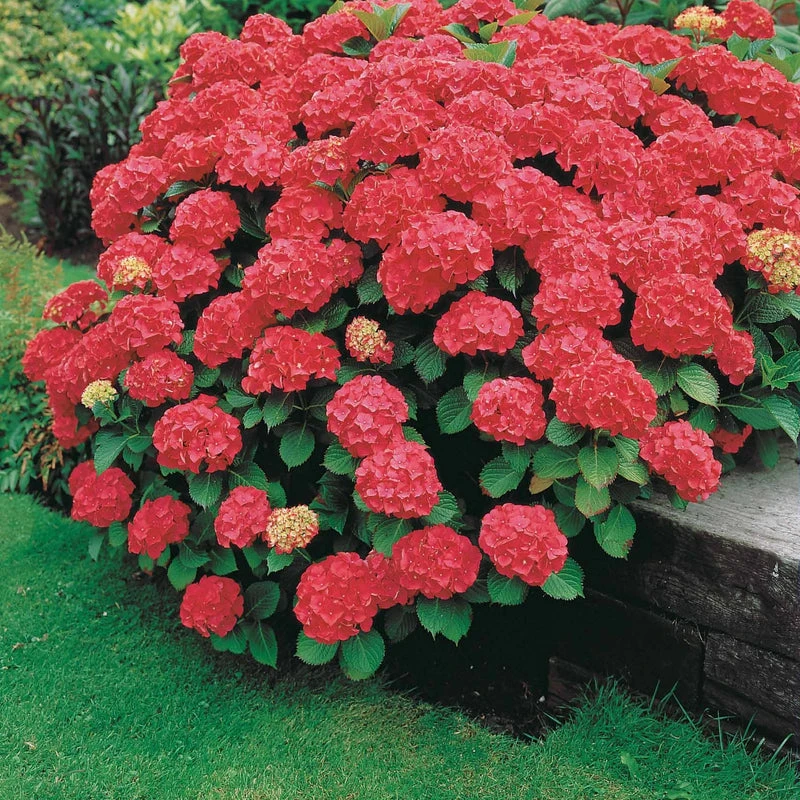 Hortensia rouge