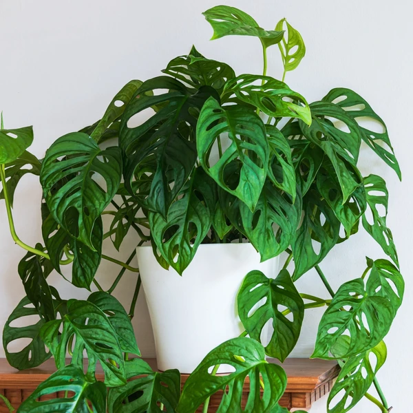 Monstera Monkey Mask