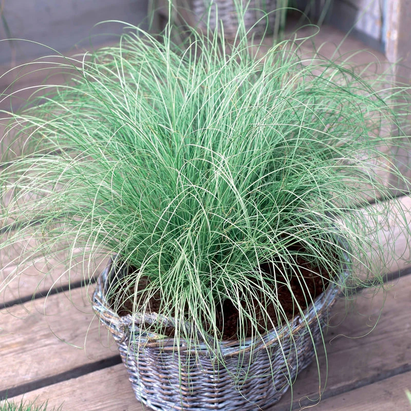 Laîche d'Oshima Evergreen- Carex Evergreen