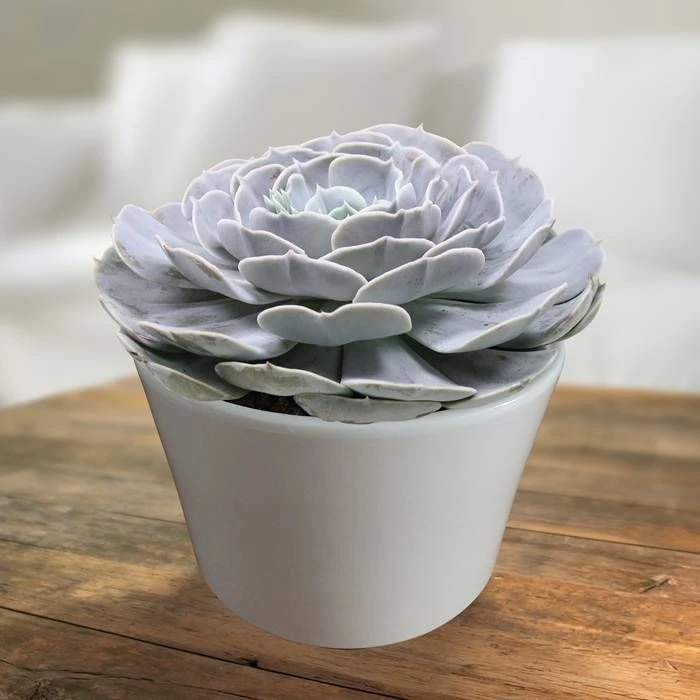 Echeveria Pollux 13 cm