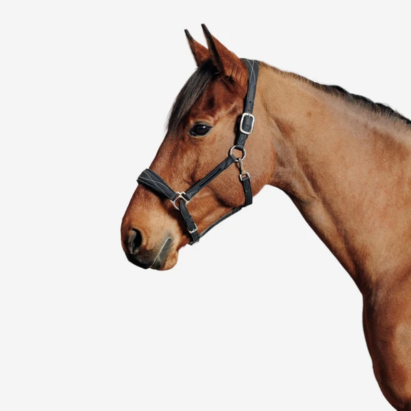 Licol équitation cheval  - 500 NOIR