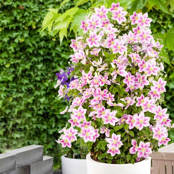 Clématite 'Piilu'