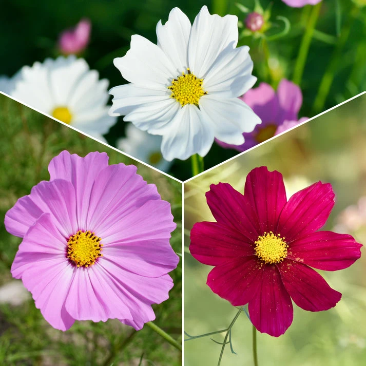 Cosmos Sensation en mélange