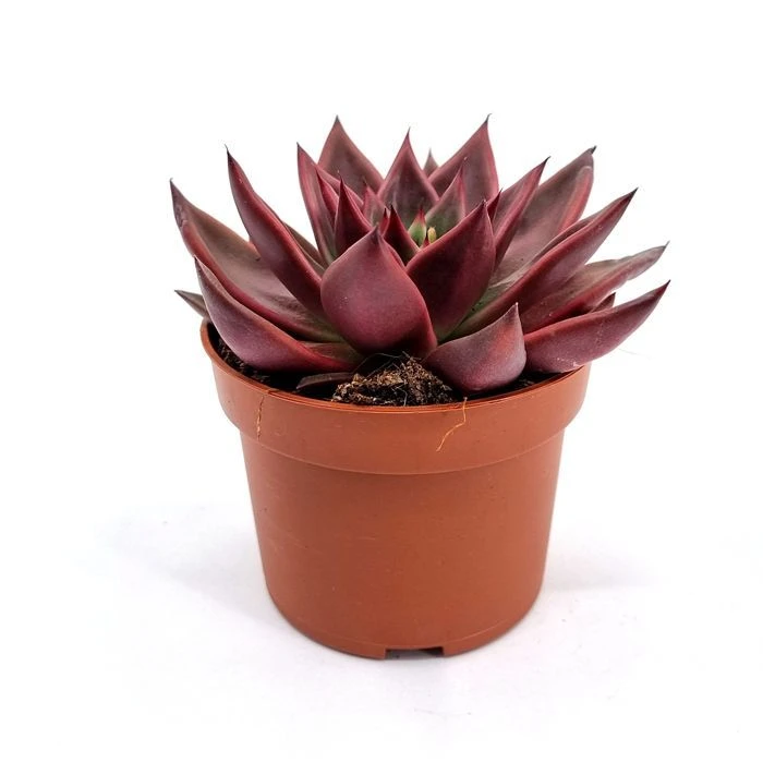Echeveria antaris pot 10.5 cm