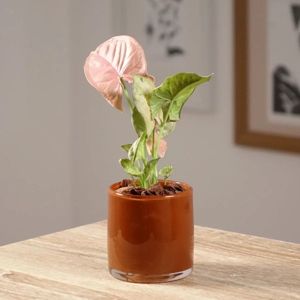 Syngonium Neon Robusta - Plante d'intérieur compacte à feuilles roses