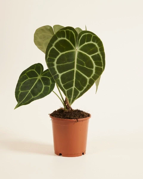 Anthurium clarinervium