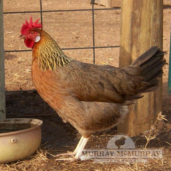 une poule leghorn