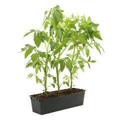 Tomate ancienne : barquette de 3 plants