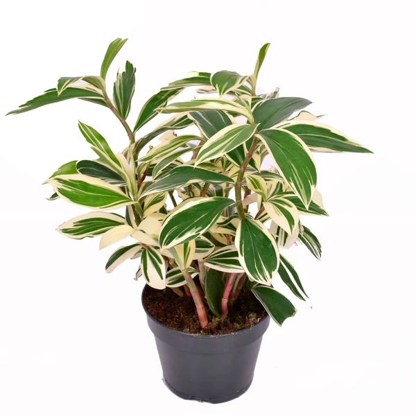 Costus arabicus 'Variegata' vert Costus 'Variegata' - Bio