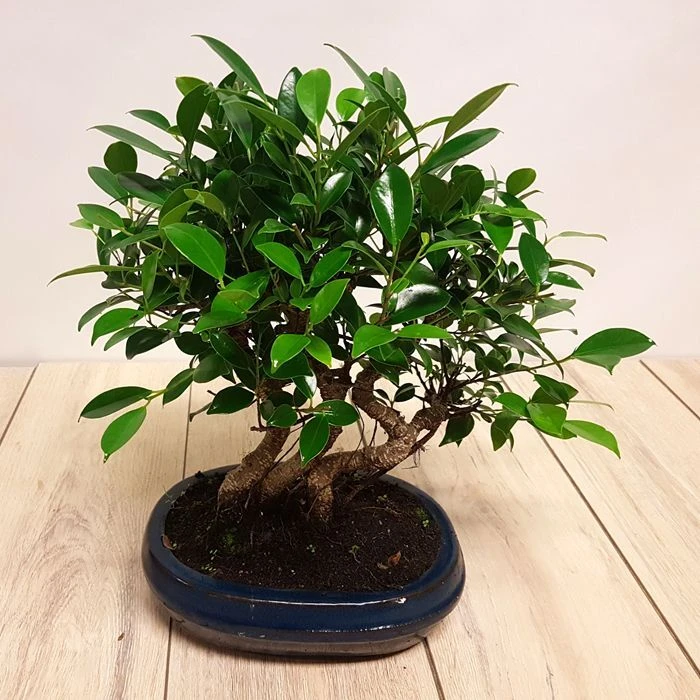 Bonsai Ficus Forest