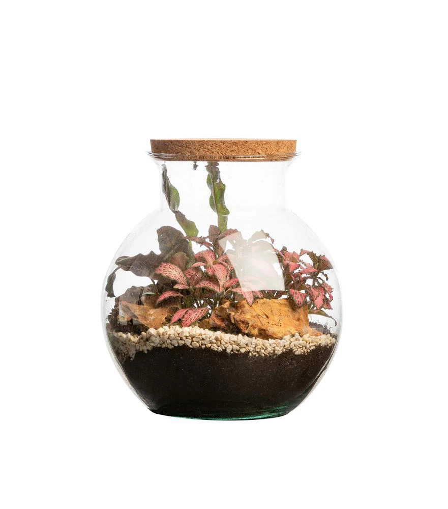 Terrarium havana Bulle de Nature taille L Ø 25 x h 27 cm