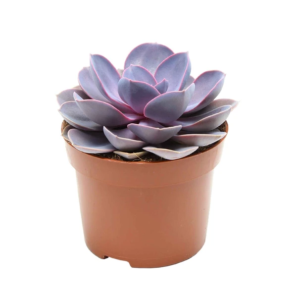 Echeveria 'Purple Pearl'