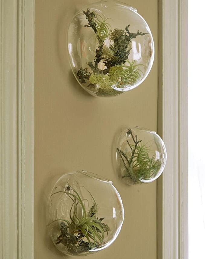 Ensemble de 3 vases muraux en verre, terrariums à mur de bulles, terrariums en verre soufflé, jardinières d'intérieur, supports pour plantes aériennes, jardinières murales succulentes (sans plantes): Amazon.fr: Cuisine & Maison