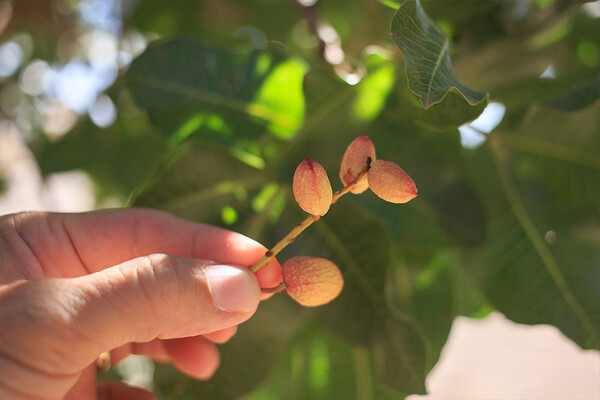 Pistachos – Viveros Fuenteamarga