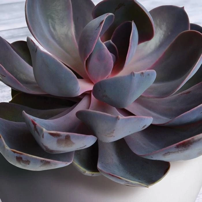 Echeveria purple pearl