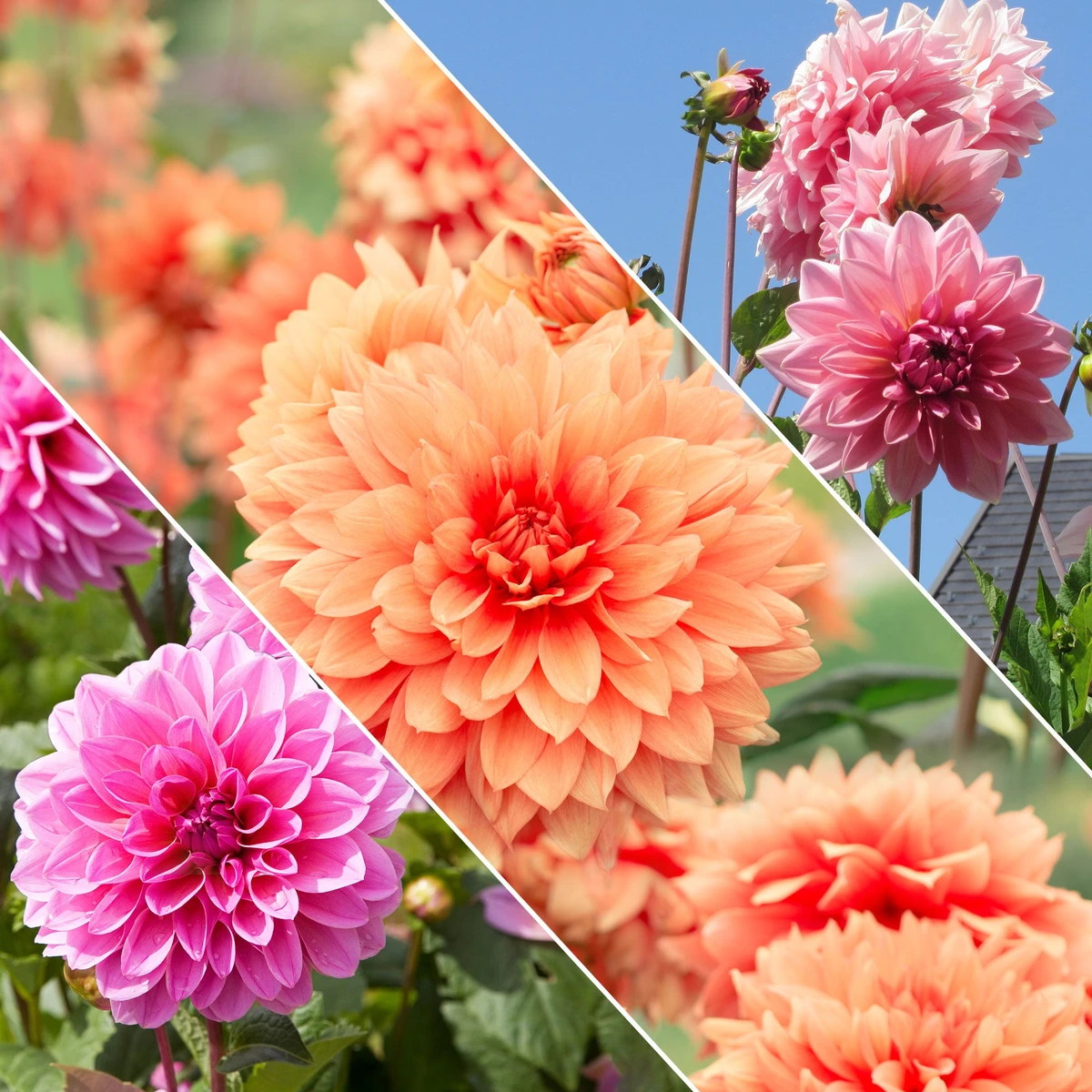 Dahlias nains en mélange
