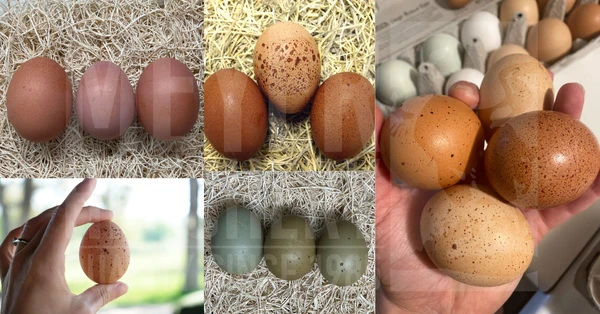 Chicken Breeds That Can Lay Speckled Eggs | Meyer Hatchery Blog