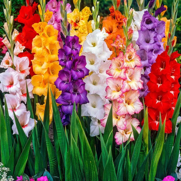 Glaïeul à grandes fleurs - Mélange