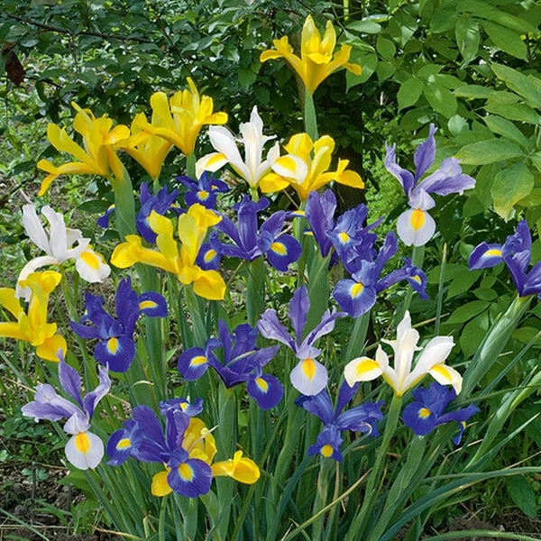 50 Iris de Hollande en mélange