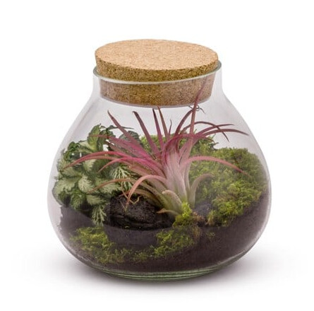 Terrarium lumineux Fittonia