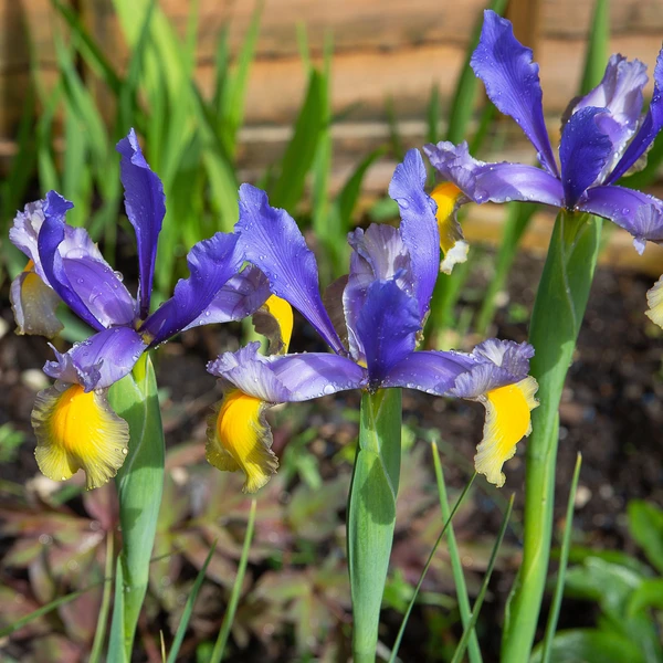 10 Iris de Hollande Frans Hals
