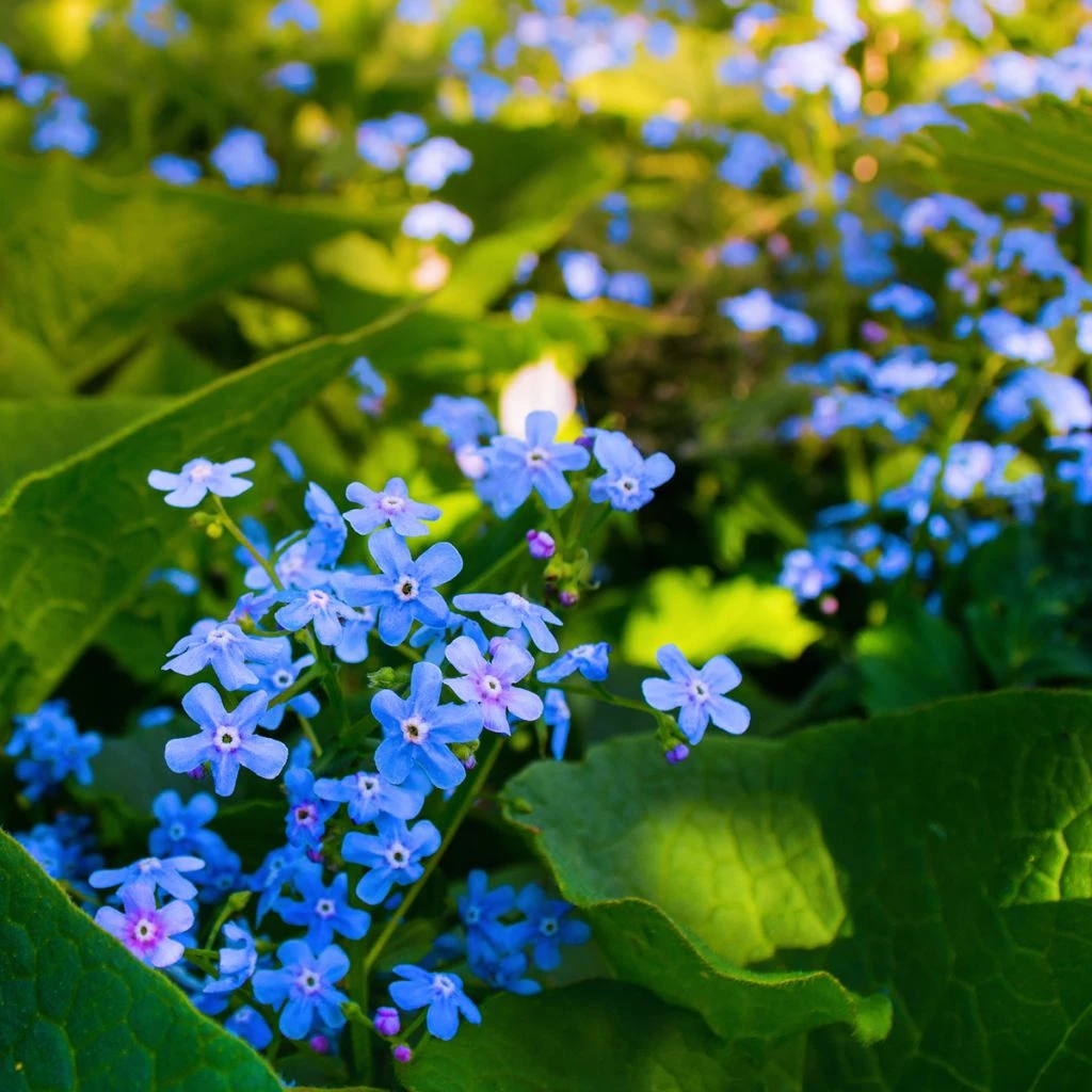 Brunnera sibirica - Buglosse de Sibérie - Espèce rhizomateuse à petites fleurs de myosotis