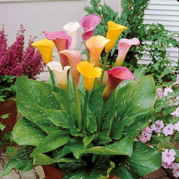 3 Callas blanc, rose, jaune en mélange