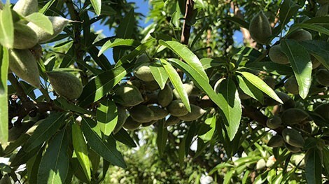 Almendros de floración tardía – Viveros Fuenteamarga