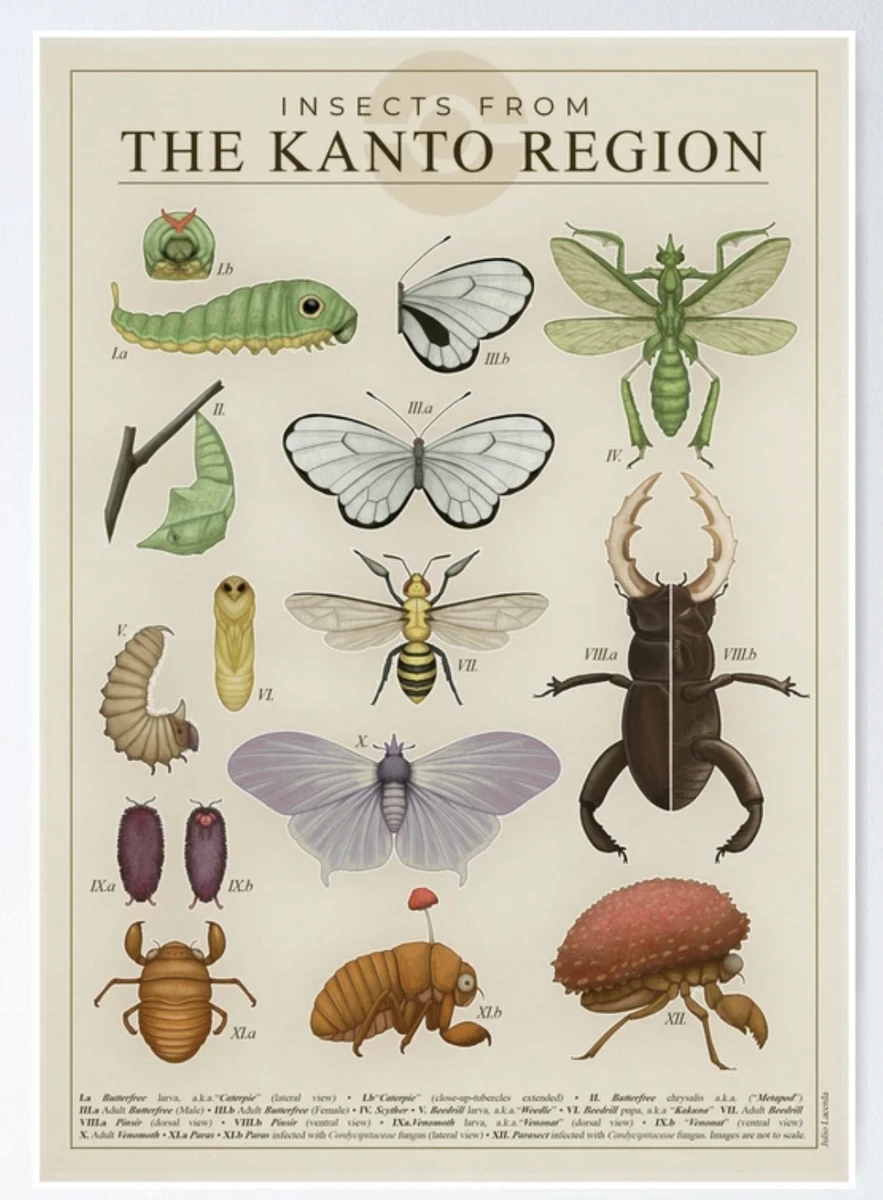 « Insectes de la région du Kanto » par Julio Lacerda | Redbubble