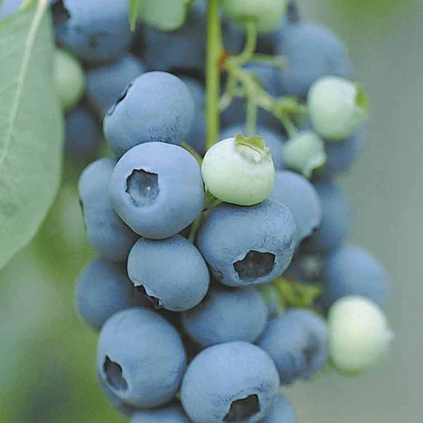 Myrtillier Vitaminos EXTRA