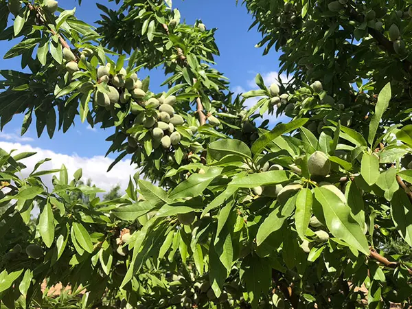 Almendro Marinada - Agroforestales ESLA