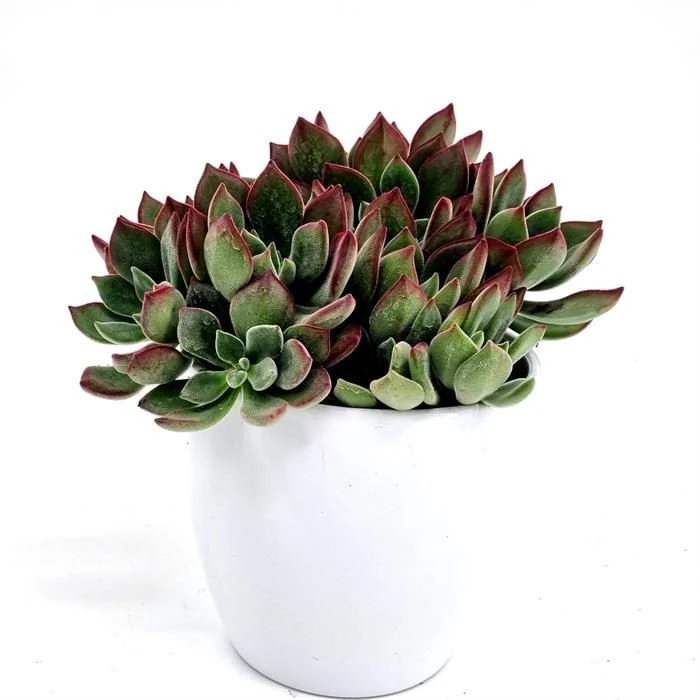 Echeveria Pulvinata Devotion pot 12 cm