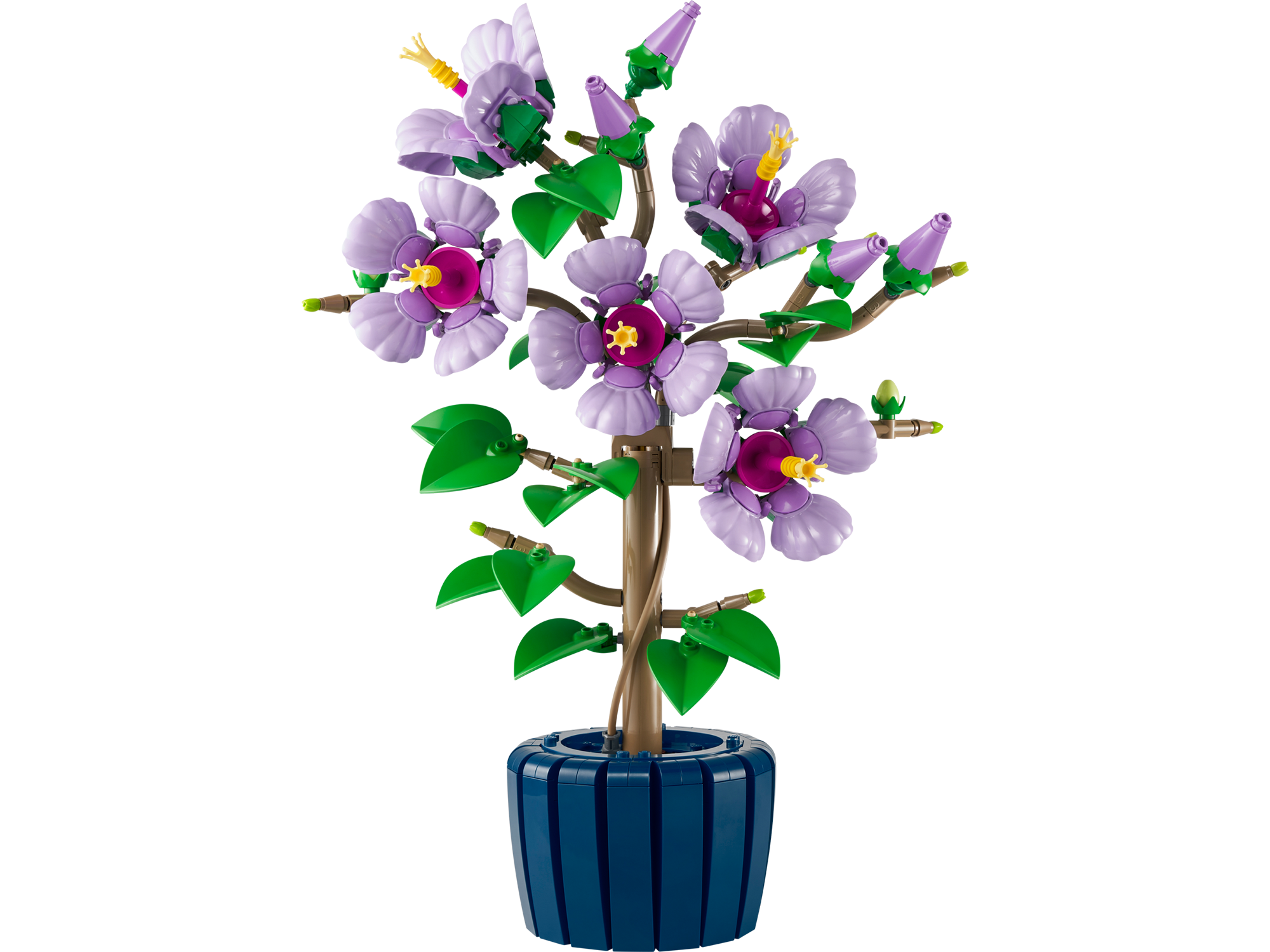 Hibiscus | Votre wishlist sur Listy