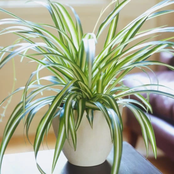 Chlorophytum Variegatum De Qualité Supérieure | Plante Araignée Au Feuillage Persistant En Pot - GardenersDream - Gamm vert