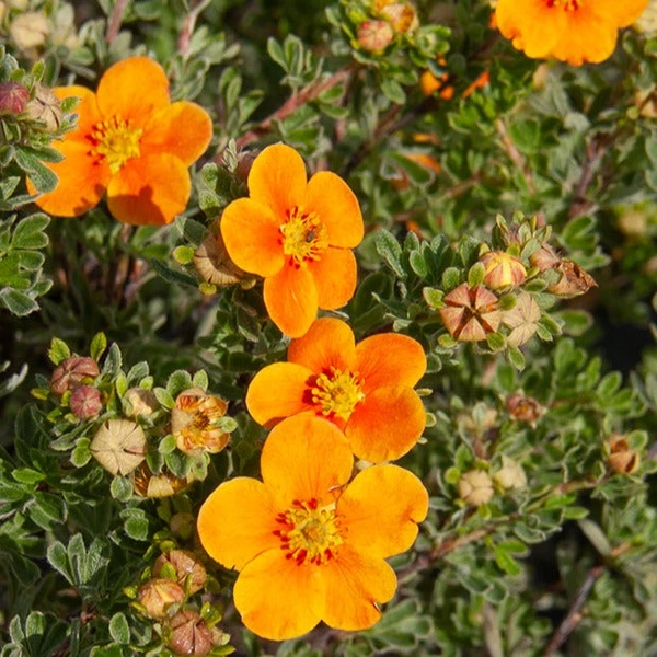 Potentille Hopley's Orange