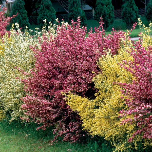 Haie de 3 Genêts : blanc, rouge, jaune