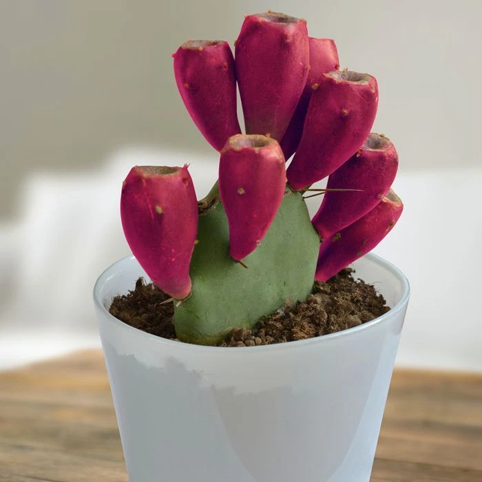 Opuntia vulgaris