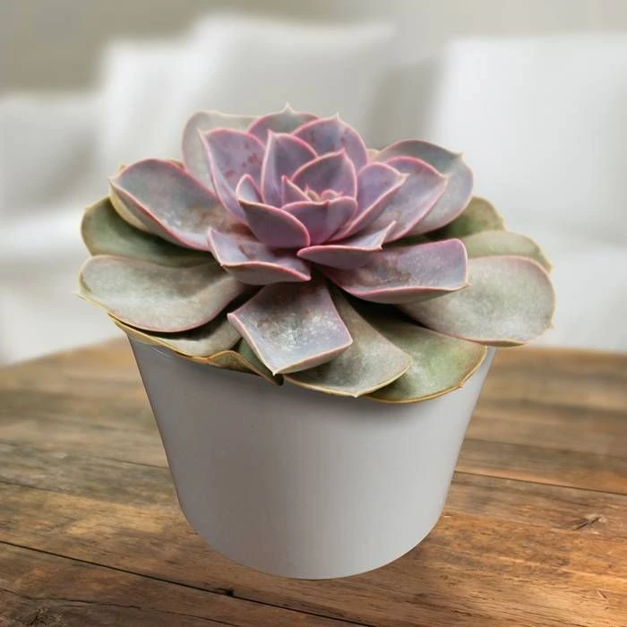 Echeveria Pearl van Neurenberg
