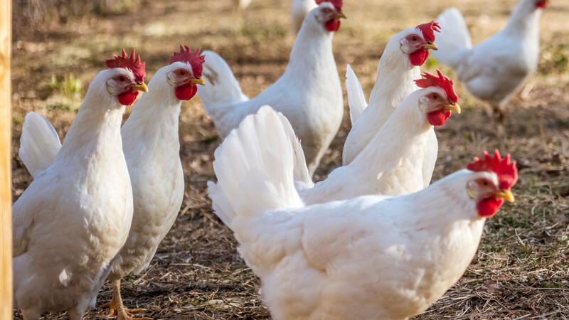 une poule azur