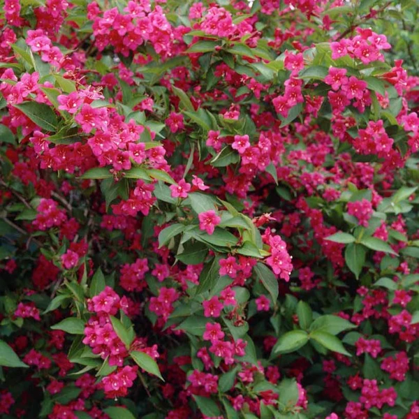 Weigelia Bristol Ruby
