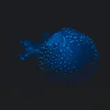 hugorousselet2