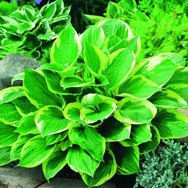 Hosta Twilight vert botanic®. Le pot de 2 litres