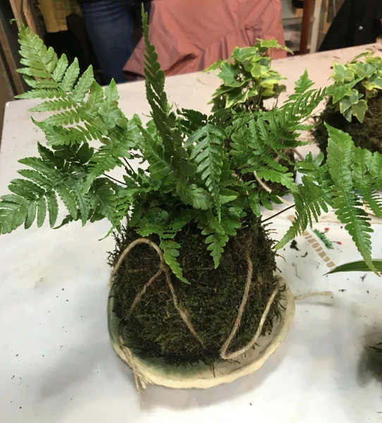 Créez votre kokedama