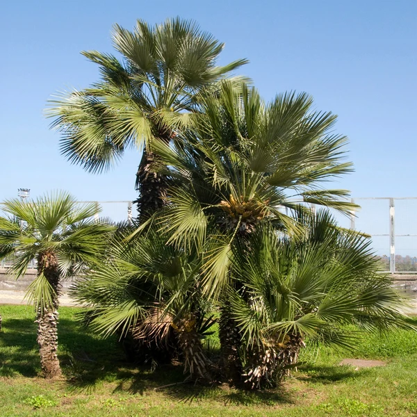 Palmier de jardin
